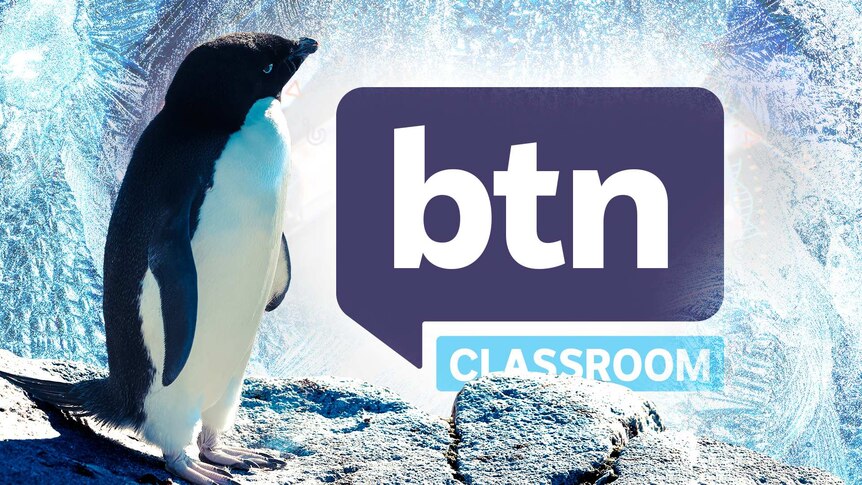 A penguin stands on a rock, BTN logo and icy texture in the background.