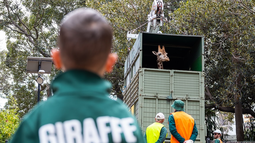 Perth Zoo giraffe Inkosi peers from its trailer.