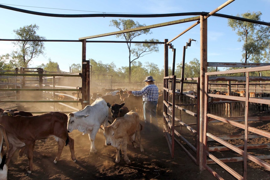 Young cattle are brought in for feeding at Speculation in outback central Queensland.