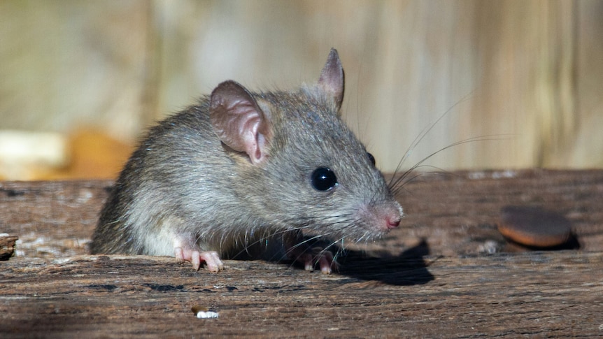 A clsoe up image of a rat on a piece of wood