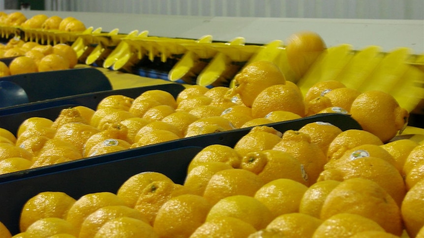 Sumo mandarins at a packing house