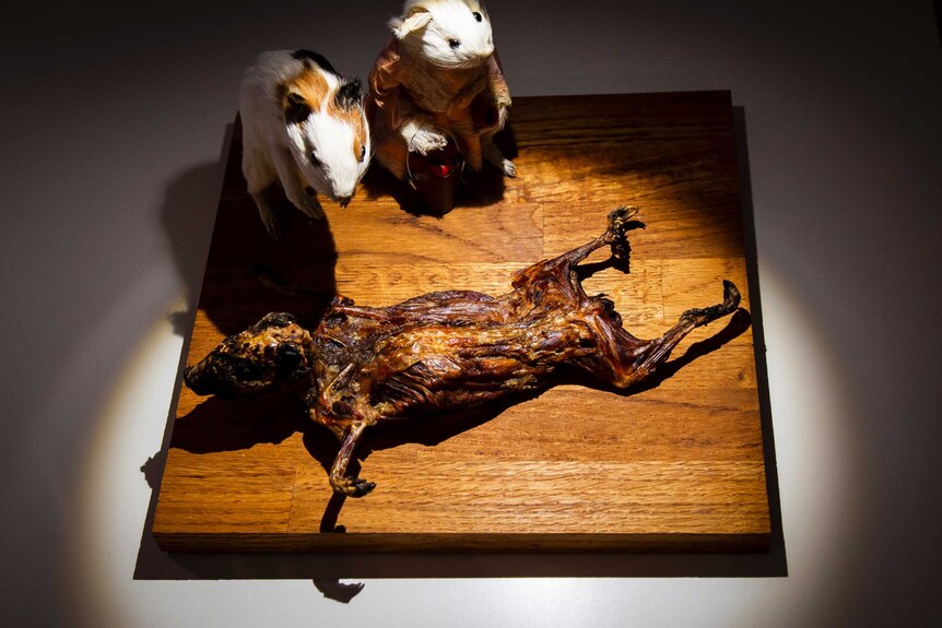 Stuffed guinea pigs are placed on a board next to a cooked one.