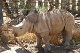 Monarto Safari Park after baby white rhino Eshe.