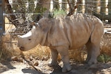 Monarto Safari Park after baby white rhino Eshe.