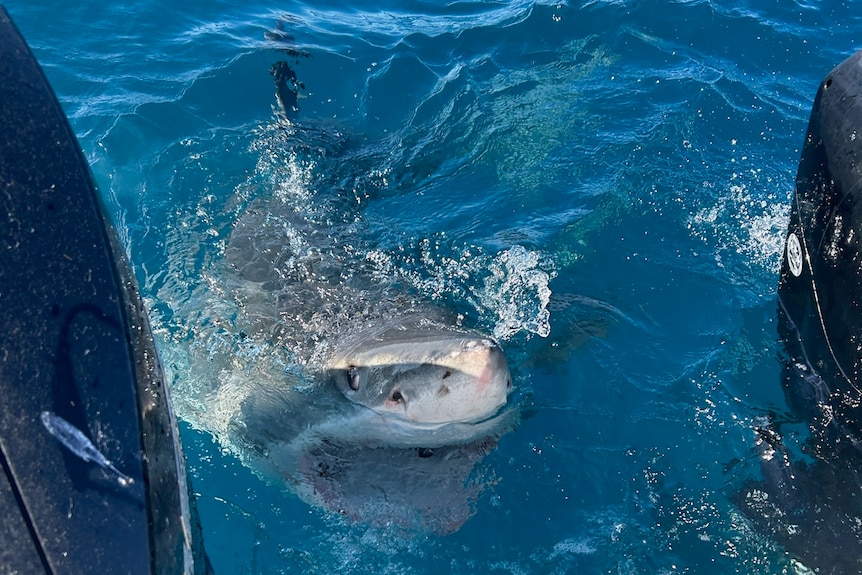 A great white shark in the water between two boat motors