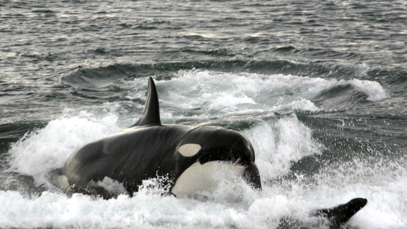 Killer whale jumps onto a beach, hunting a seal