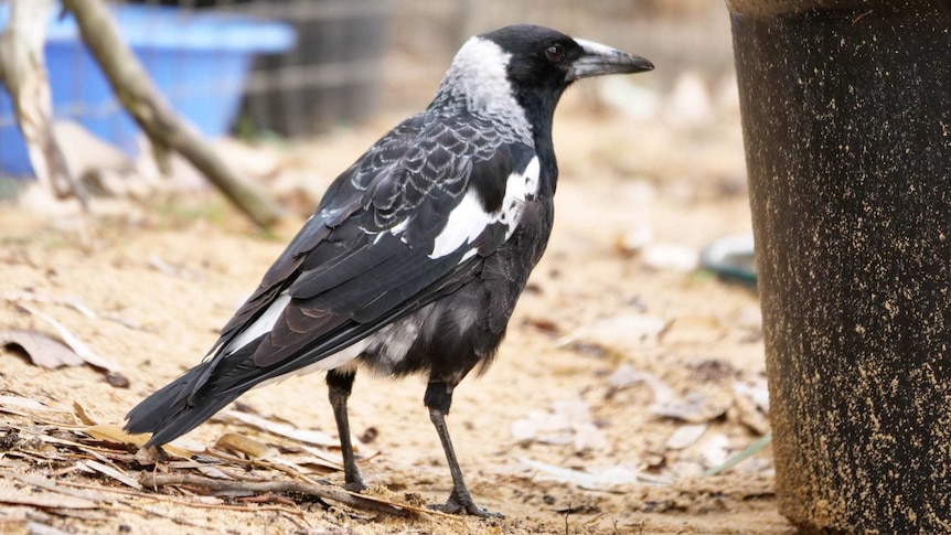 A black and white magpie on the ground near a black bucket with sticks and a bird aviary in the background.