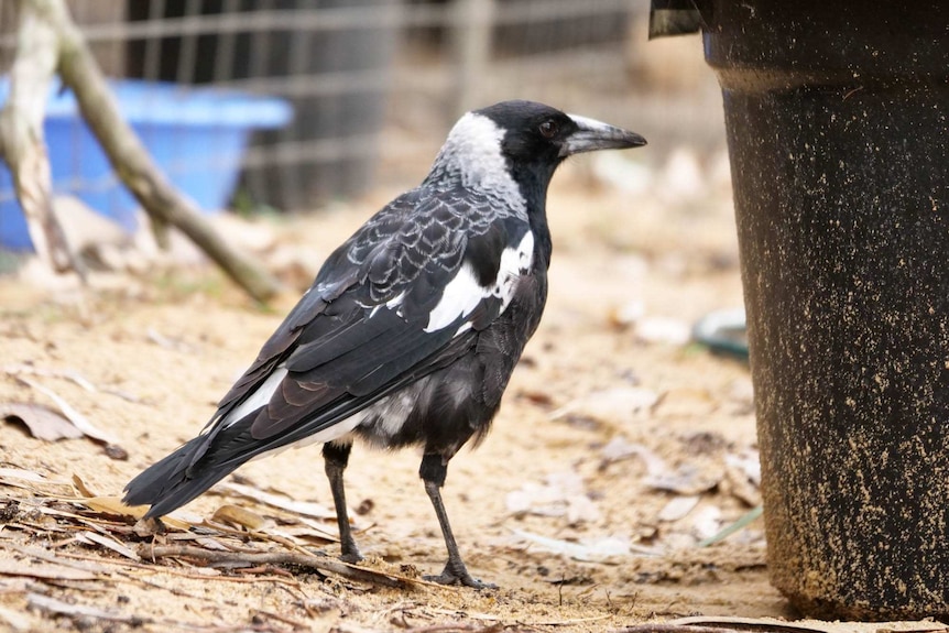 A black and white magpie on the ground near a black bucket with sticks and a bird aviary in the background.