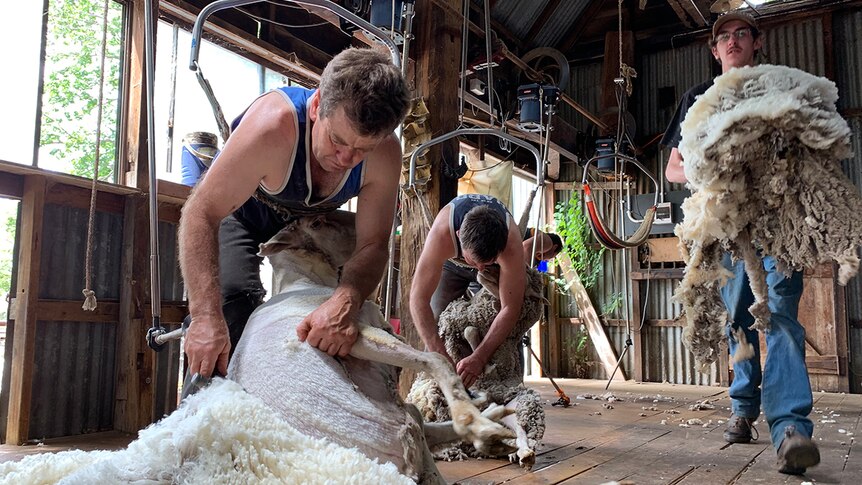 Rob Ward and team shearing in Charles Massy's shed at Bobundara, NSW. December 2019