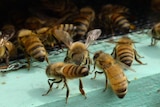 Bees fly and crawl around the entrance into a hive.
