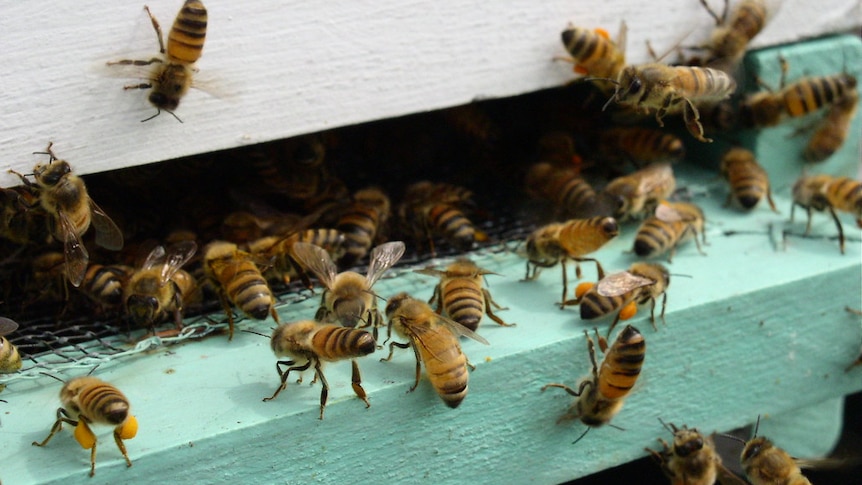 Bees fly and crawl around the entrance into a hive.