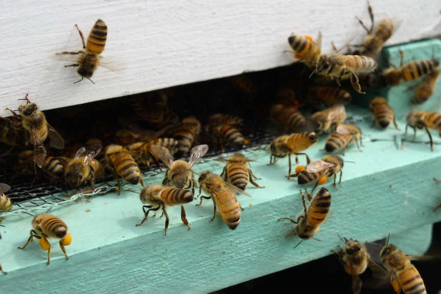 Bees fly and crawl around the entrance into a hive.