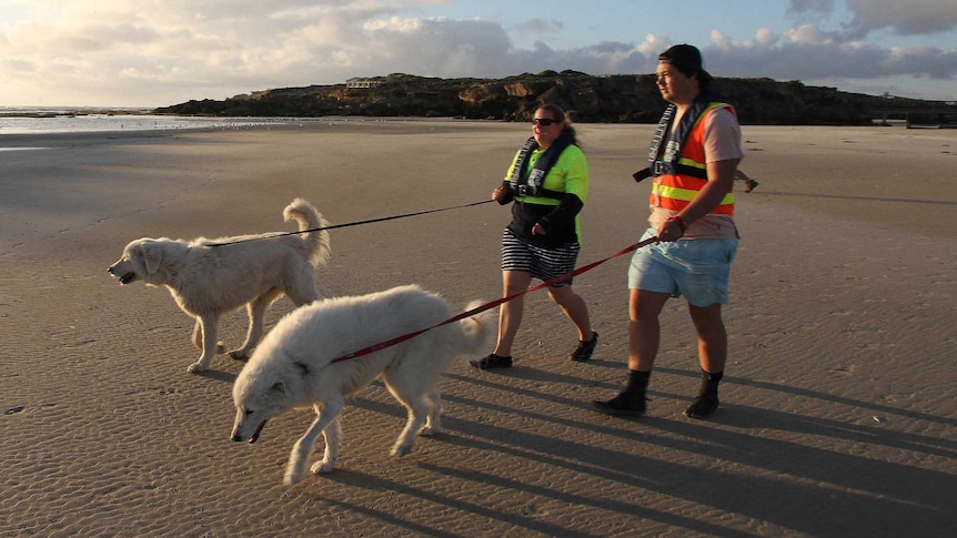 Two people walk with two maremma dogs on leads across a beach