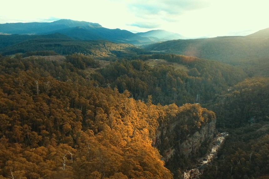 An aerial view of Leven Canyon, lined by green and gold trees under a blue sky dappled with clouds.