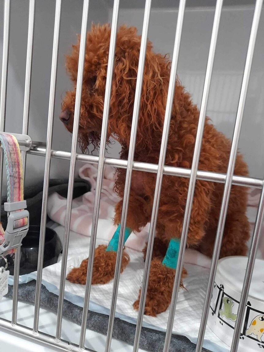 A brown fluffy dog in a cage with a medical bracelet on