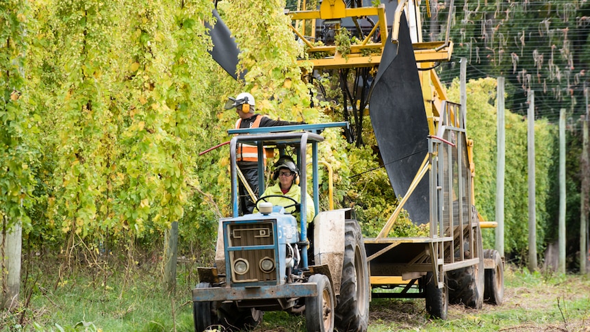 Harvesting a Hop Products Australia