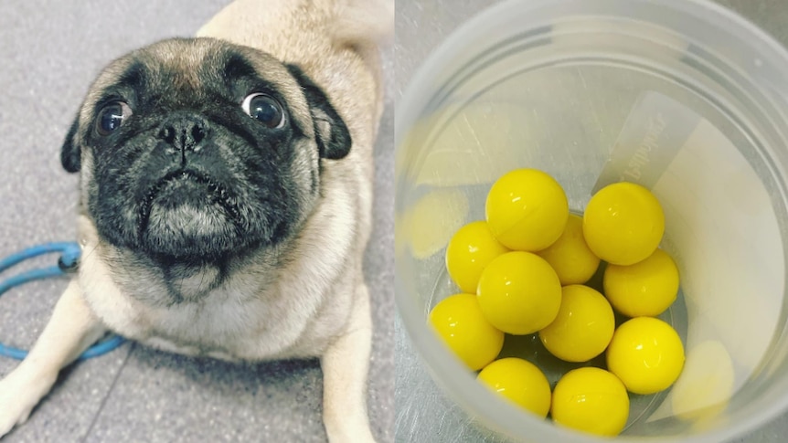 Photo of a worried looking pug, next to a photo of the eleven yellow plastic balls he ate, in a plastic cup.