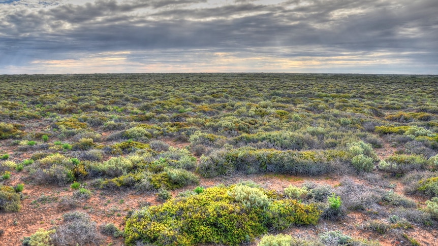 Flat, arid landscape with red soil seem between coarse, low bushes in brown and green, with a distant horizon and clouds. 