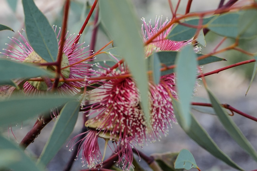 Close up of Eucalyptus youngiana, pink flowering gum with grey/green leaves