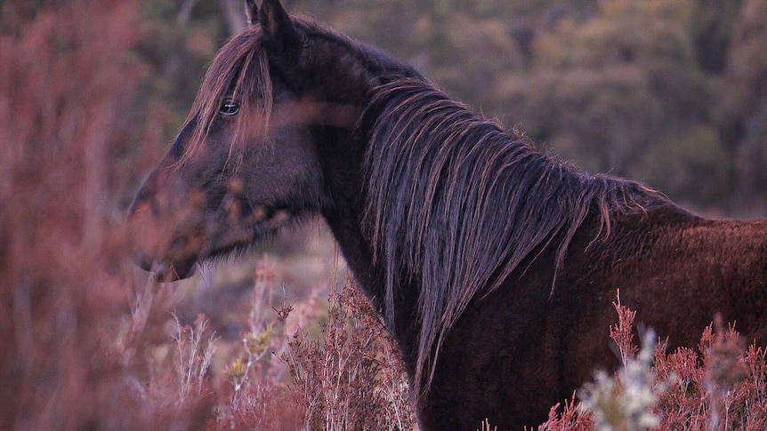 A dark brown horse, in a field, surrounded by red-tinged vegetation. 