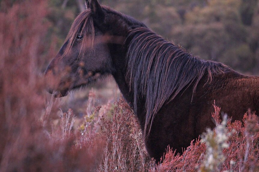 A dark brown horse, in a field, surrounded by red-tinged vegetation. 
