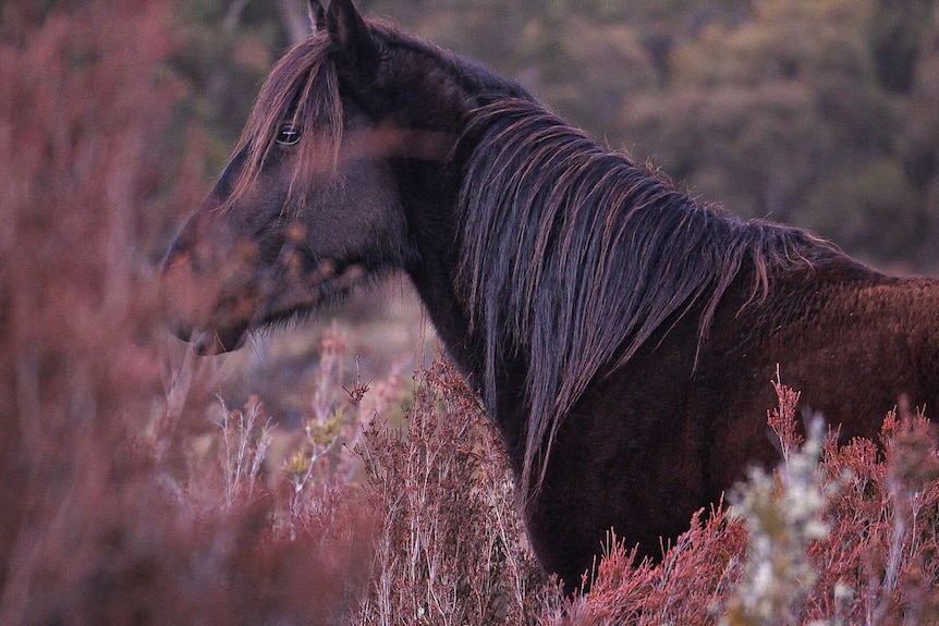 A dark brown horse, in a field, surrounded by red-tinged vegetation. 