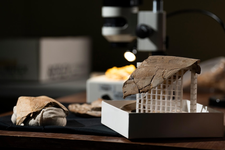 Two grey fossils in front of a microscope.