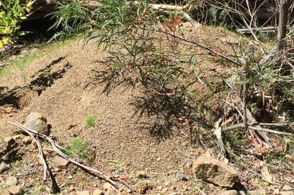 Picture of a mound of dirt.