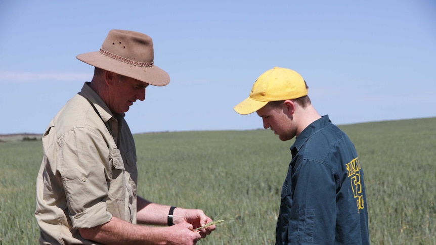 Farmer and his son have a look at a wheat crop they have grown