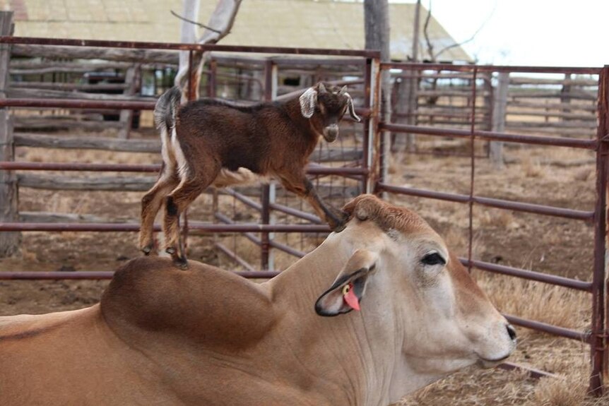 One-month old kid goat 'Moe' has taken up with 800-kilogram Brahman bullock 'Lickity Split'