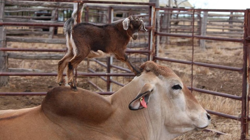 One-month old kid goat 'Moe' has taken up with 800-kilogram Brahman bullock 'Lickity Split'