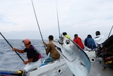 A katsuo fish can be seen in the foregound with men on a fishing boat with fishing rods at sea in the background.