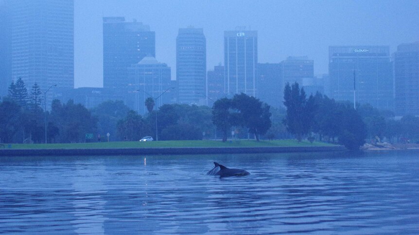 Two dolphins break the surface of the water on the Swan River.