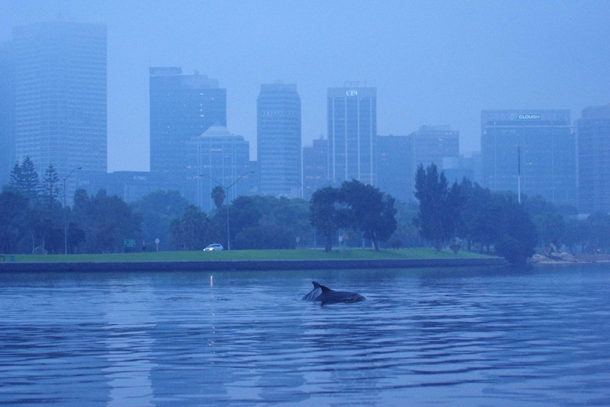 Two dolphins break the surface of the water on the Swan River.