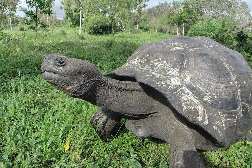 A Giant Galapagos Tortoise.