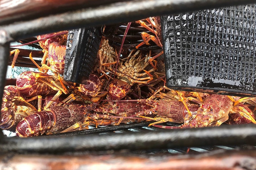Several lobsters sitting in a cage.