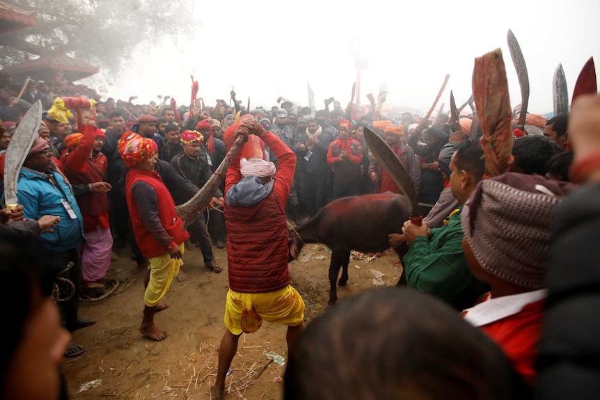 A man swings a blade high above his head as he preparest to slaughter a buffalo while a large crowd looks on.