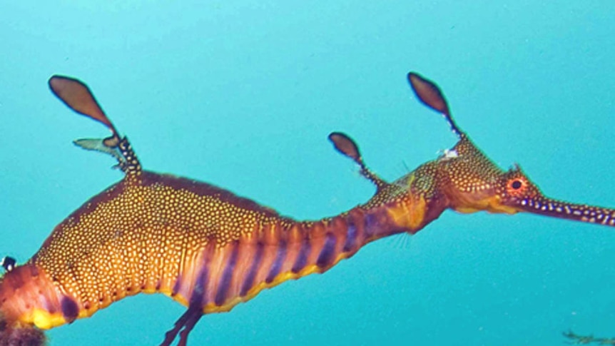 WA weedy sea dragon swimming in ocean with seaweed is about to become a protected species