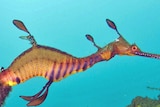WA weedy sea dragon swimming in ocean with seaweed is about to become a protected species