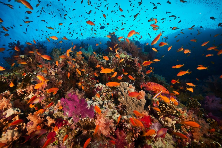 Goldfish swarming around bright purple and brown coral