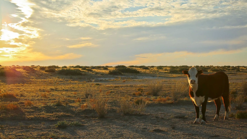 A cow catches the evening light