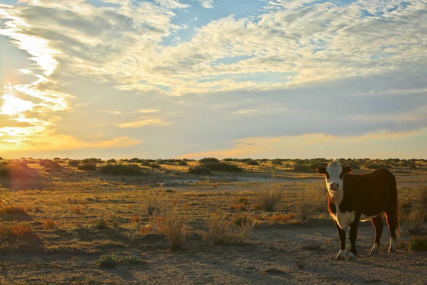 A cow catches the evening light