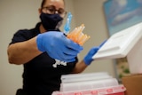 A healthcare worker holds a bunch of vaccine syringes.