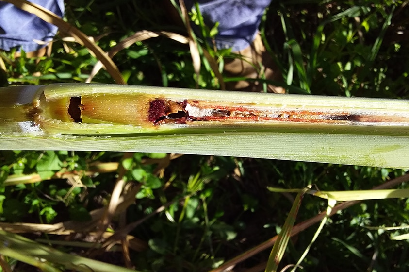 Damaged sugar cane stalk.