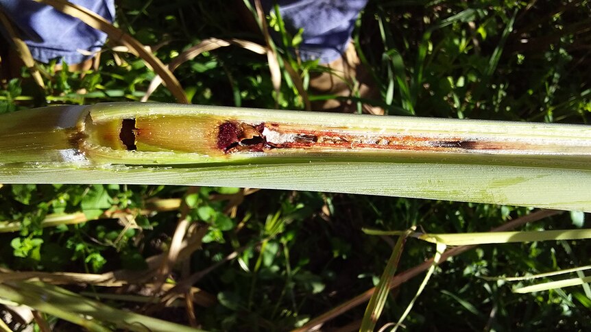 Damaged sugar cane stalk.