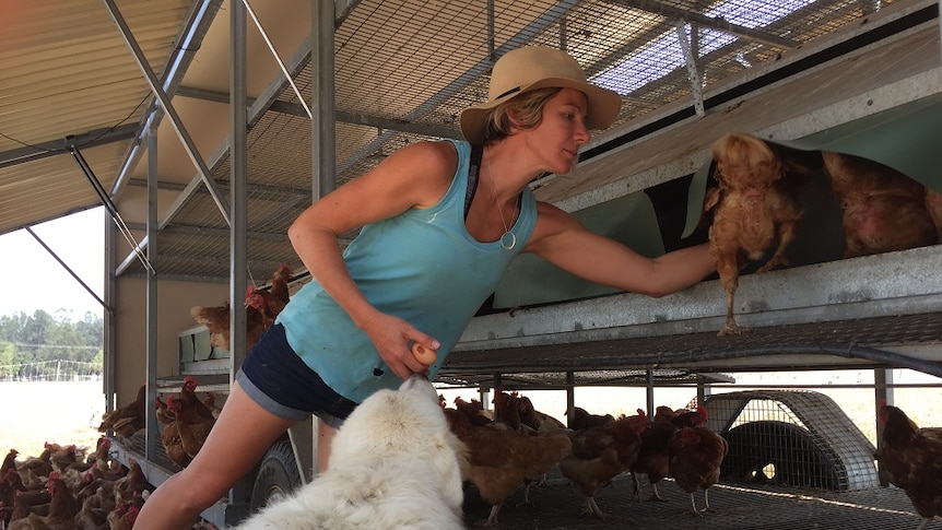 A woman leans into the egg laying boxes to collect eggs from a free range chook tractor