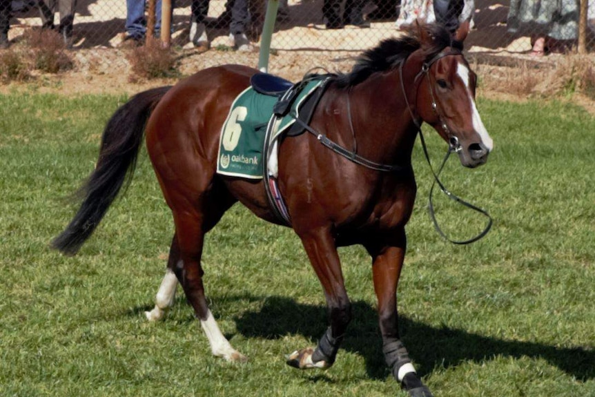 Horse Wheeler Fortune is pictured standing after being injured at Oakbank.