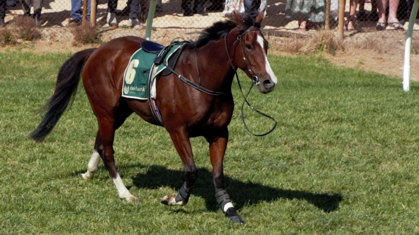 Horse Wheeler Fortune is pictured standing after being injured at Oakbank.