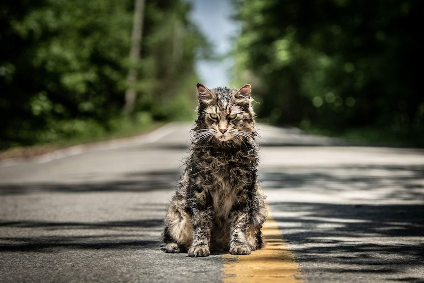 A badly dishevelled tabby stared ominously into the eye of the camera while standing in the middle of a rural highway.