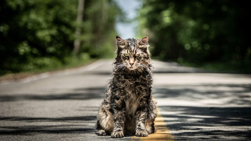 A badly dishevelled tabby stared ominously into the eye of the camera while standing in the middle of a rural highway.
